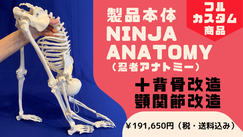 フルカスタム商品】Ninja Anatomy - 骨格模型本体＋背骨改造＋顎関節