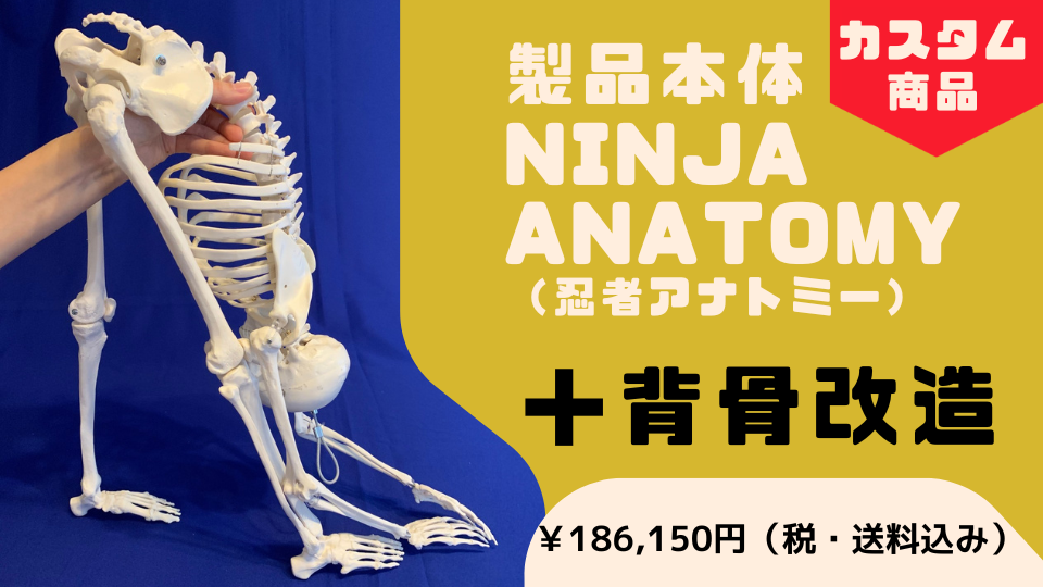 体幹が動く骨格模型 | Ninja Anatomy Japan