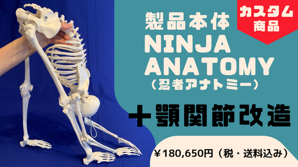 骨格模型パーツセット カスタム商品】Ninja Anatomy - 骨格模型本体＋顎関節改造 – Ninja