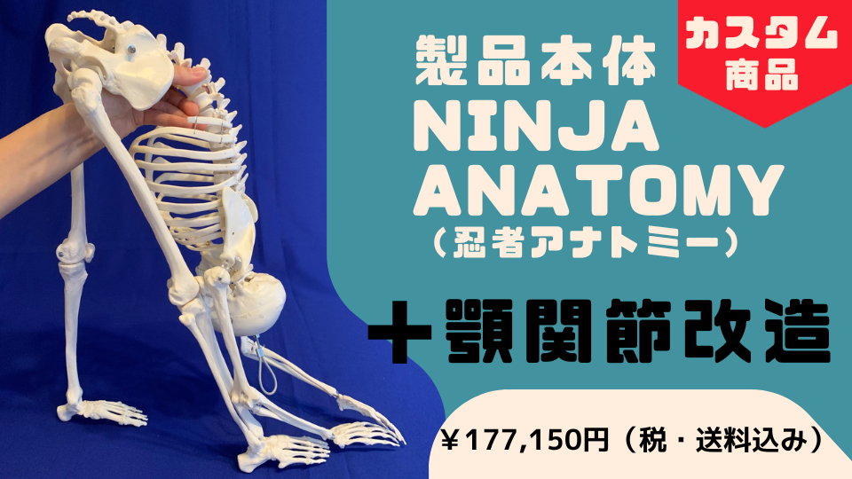 体幹が動く骨格模型 | Ninja Anatomy Japan