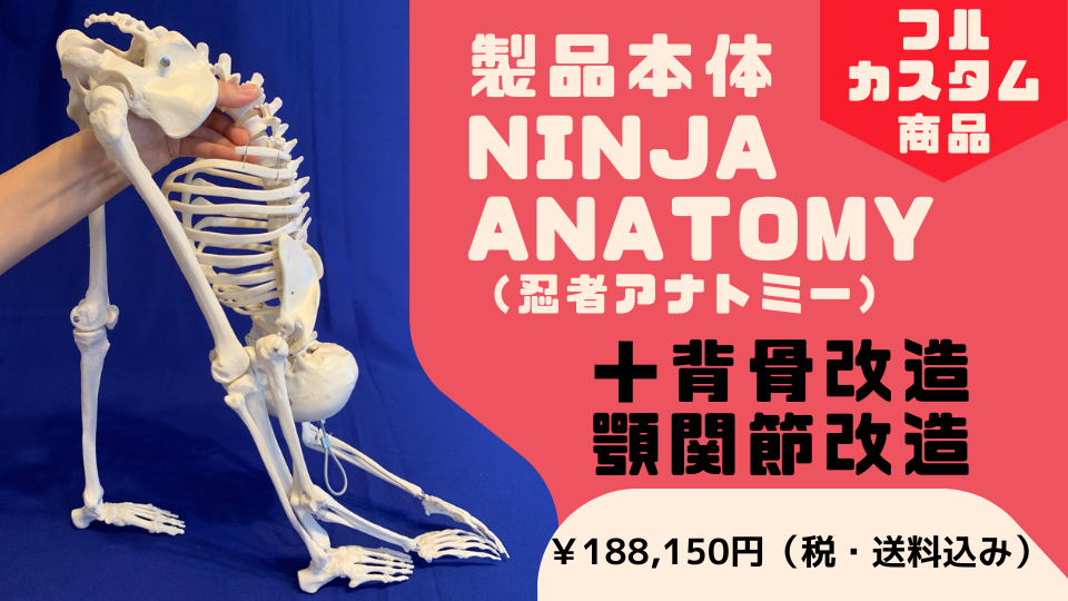 体幹が動く骨格模型 | Ninja Anatomy Japan