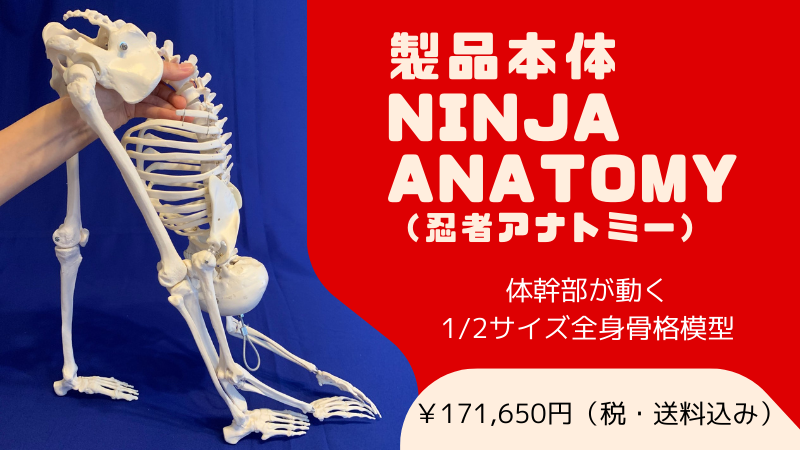 体幹が動く骨格模型 | Ninja Anatomy Japan