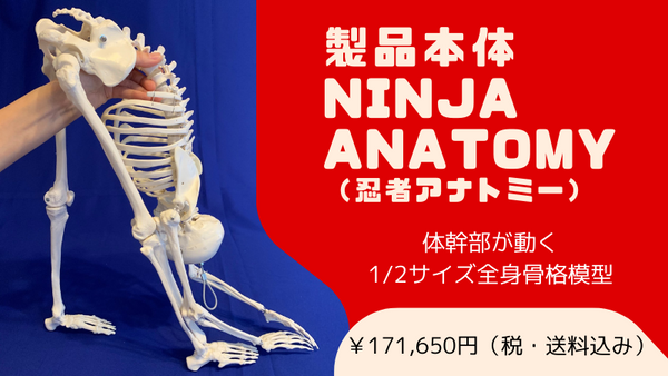 Ninja Anatomy - 骨格模型本体 – Ninja Anatomy Japan