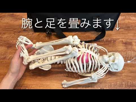Ninja Anatomy 専用ケース